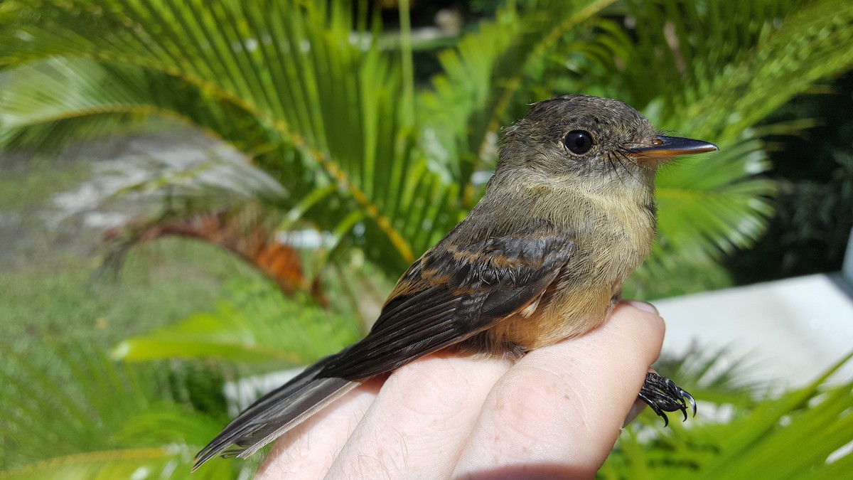 Lesser Antillean Pewee (Lesser Antilles) - ML204689071