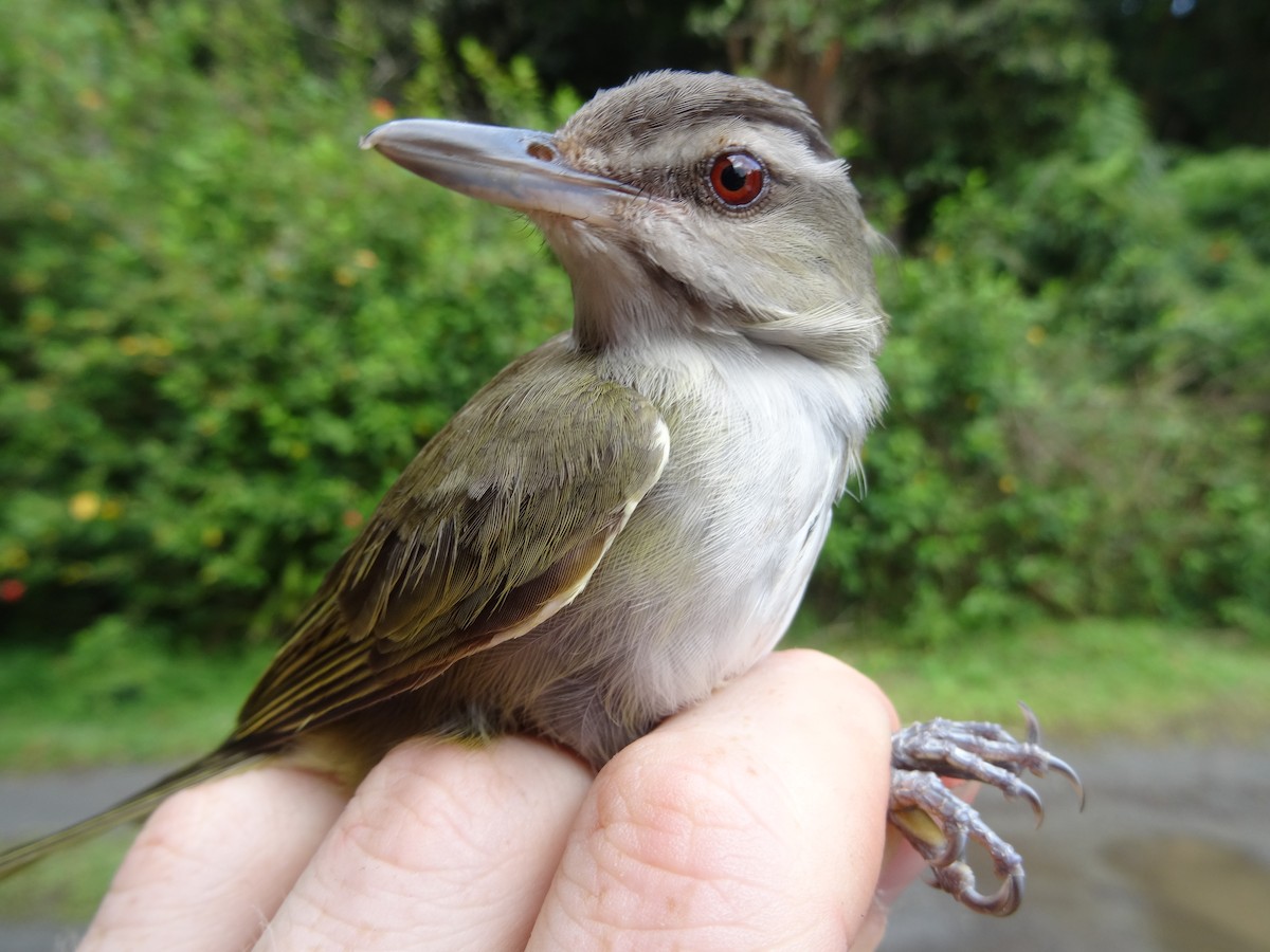 Black-whiskered Vireo - ML204689081