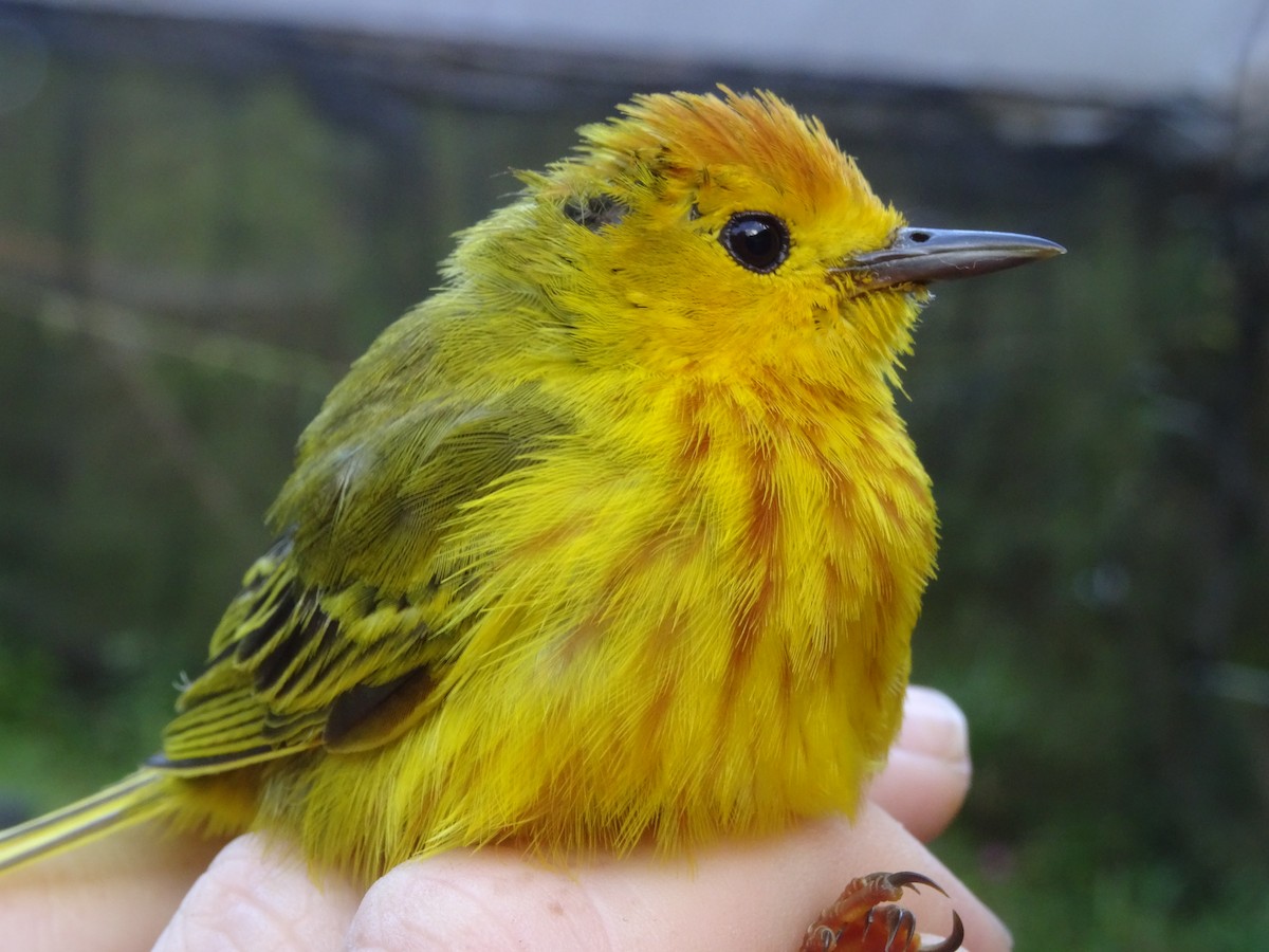 Mangrove Yellow Warbler (Lesser Antillean) - ML204689091