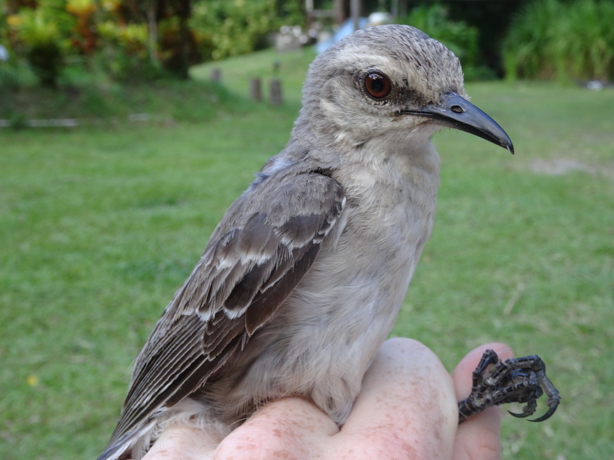 Tropical Mockingbird (Southern) - ML204689101
