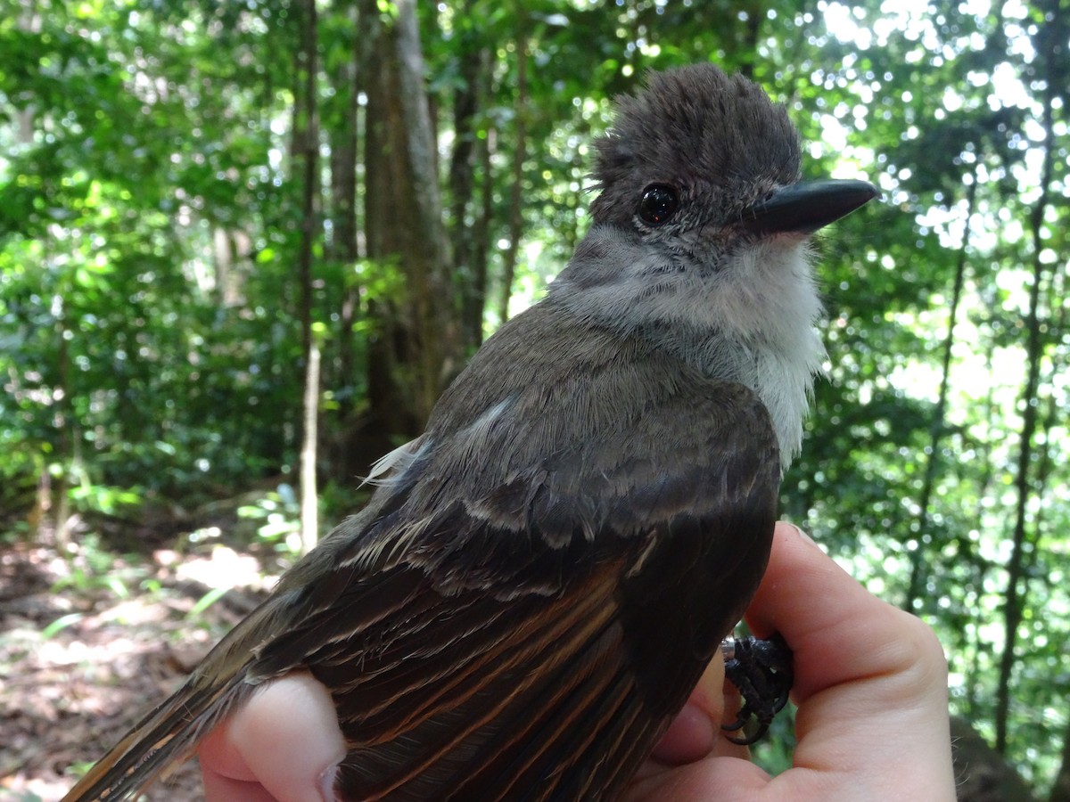 Lesser Antillean Flycatcher - ML204689111