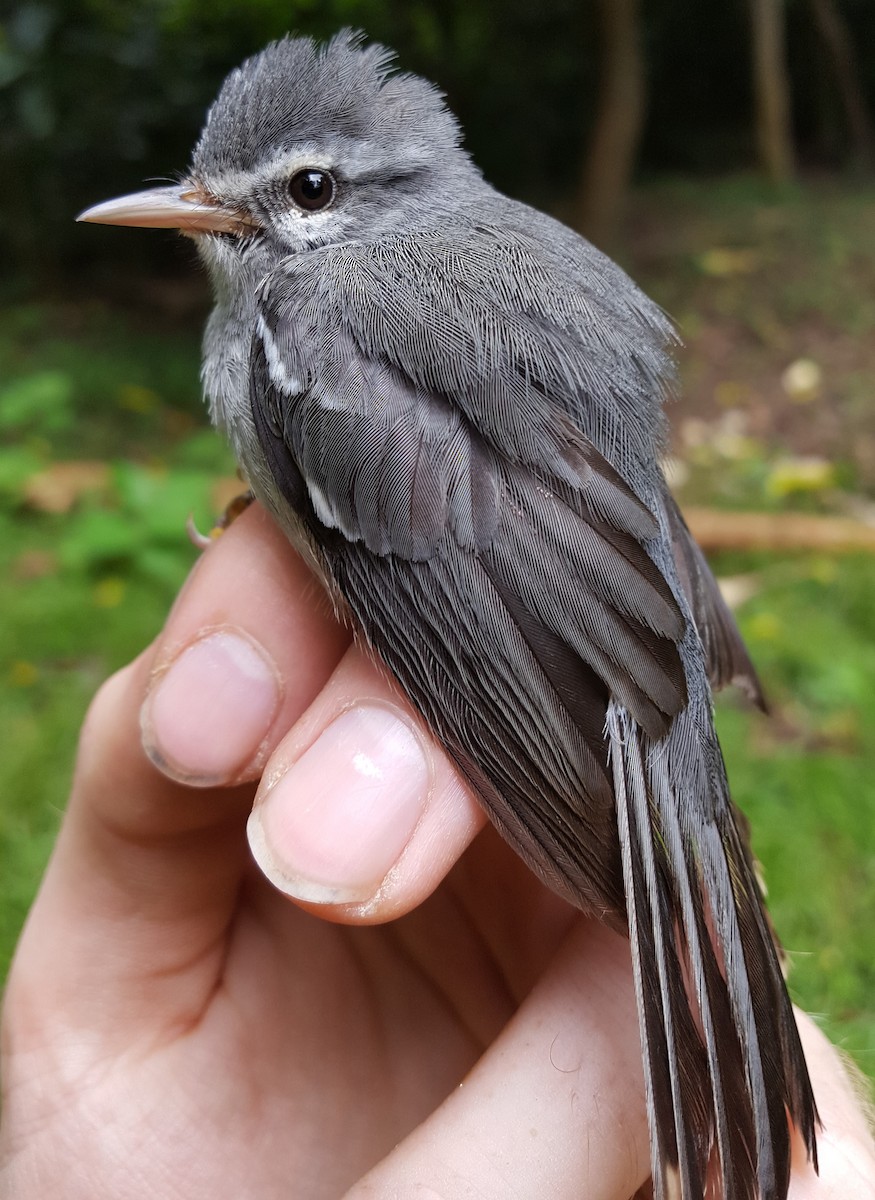 Plumbeous Warbler - ML204689121