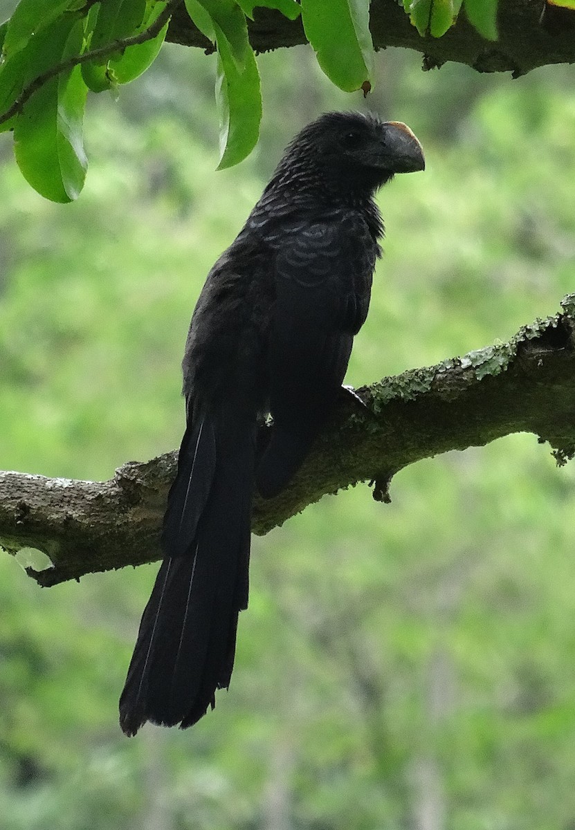 Smooth-billed Ani - ML204689141