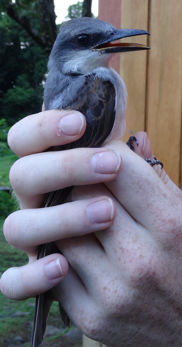Gray Kingbird - ML204689151