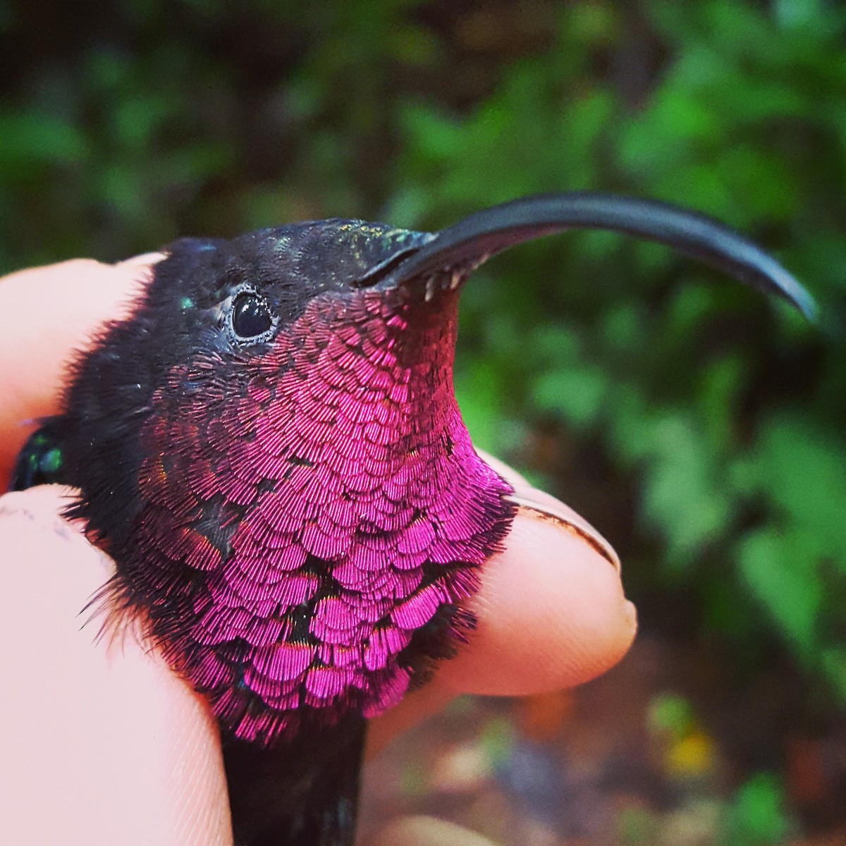 Purple-throated Carib - ML204689161