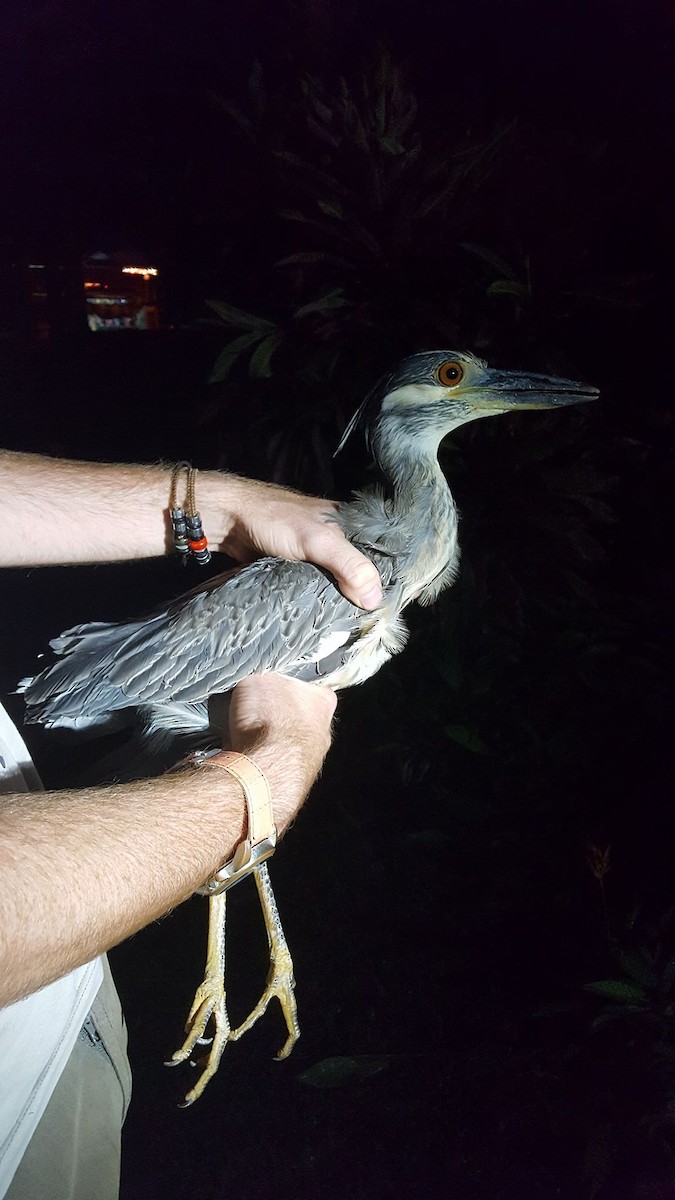 Yellow-crowned Night Heron (Yellow-crowned) - ML204689171