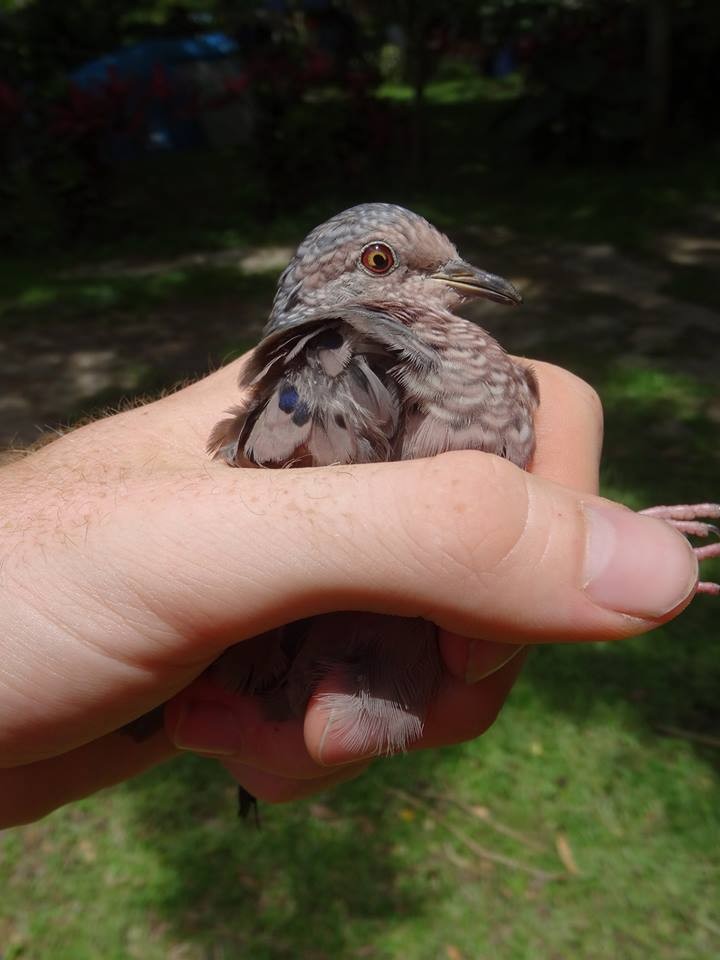 Common Ground Dove - ML204689181