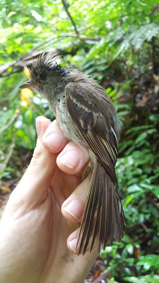 Caribbean Elaenia (Caribbean) - ML204689191