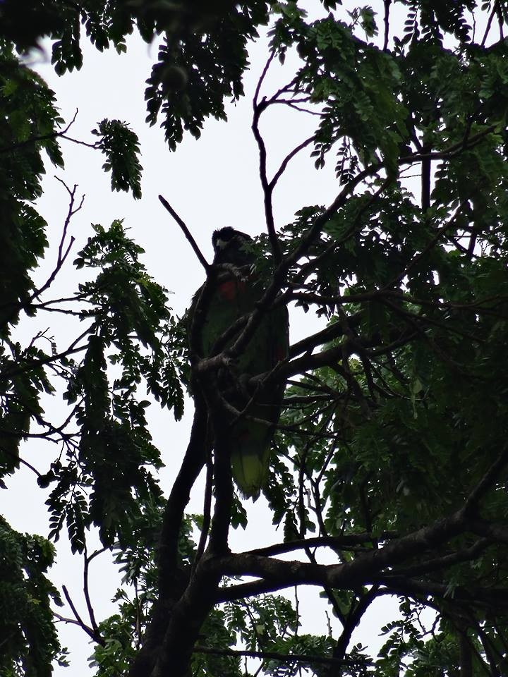 Red-necked Amazon - ML204689201