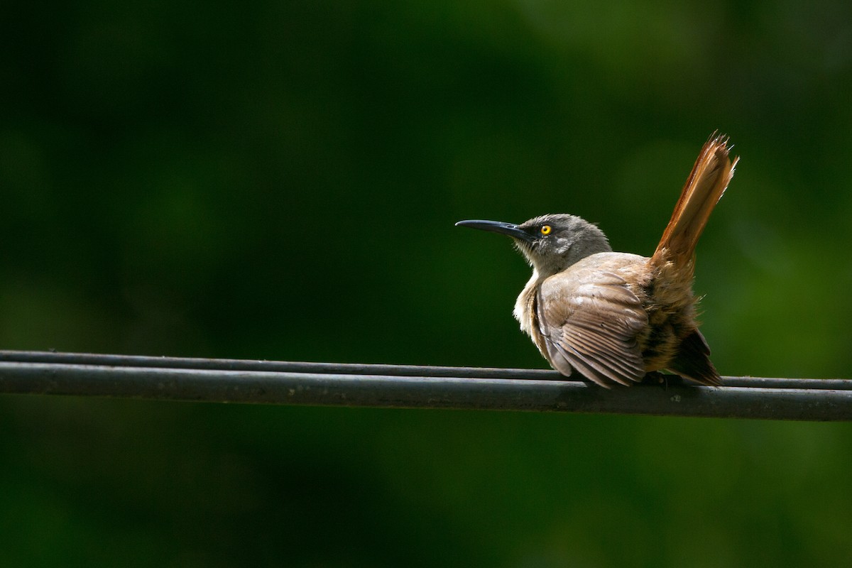 Brown Trembler - Tom Martin