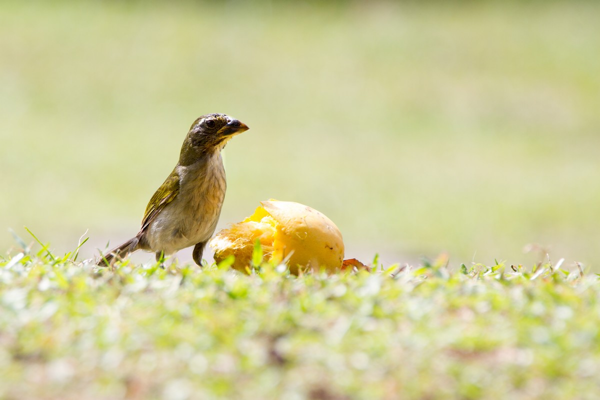 Lesser Antillean Saltator - ML204689221