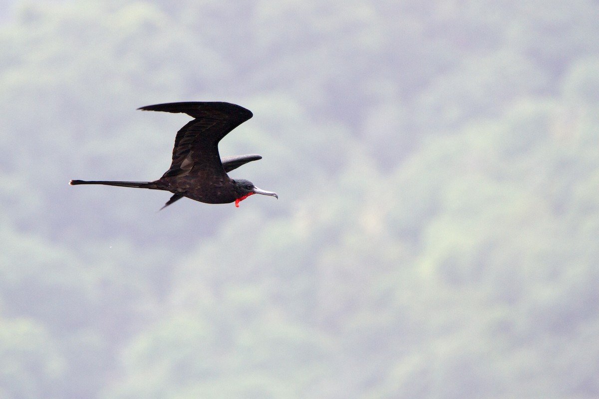 Magnificent Frigatebird - ML204689231