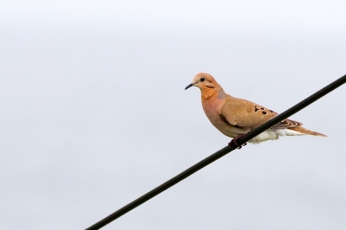 Zenaida Dove - ML204689241