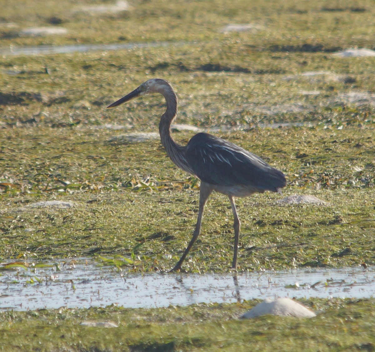 Great-billed Heron - ML204689291