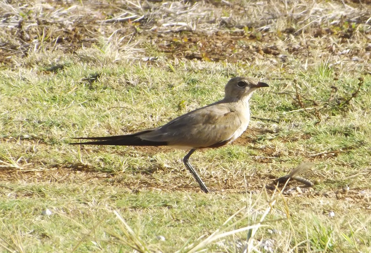 Australian Pratincole - ML204689301