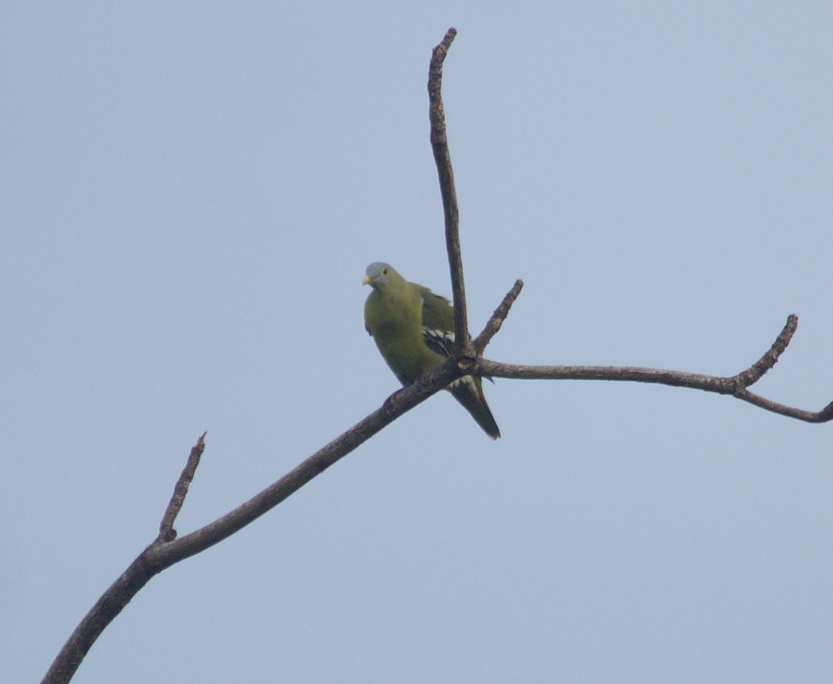 Gray-cheeked Green-Pigeon - ML204689321