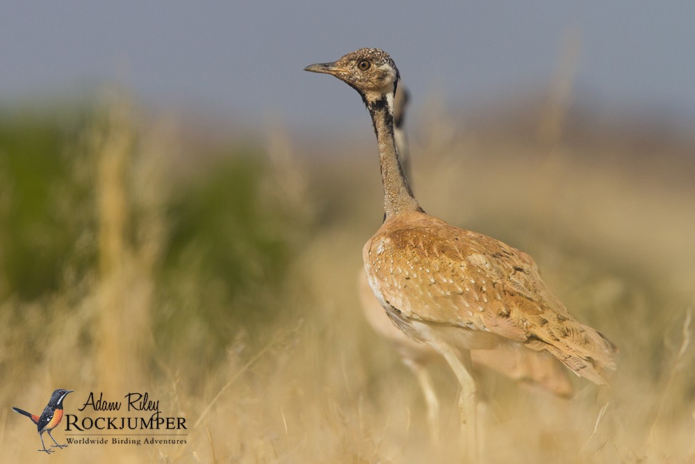 Rüppell's Bustard - Adam Riley