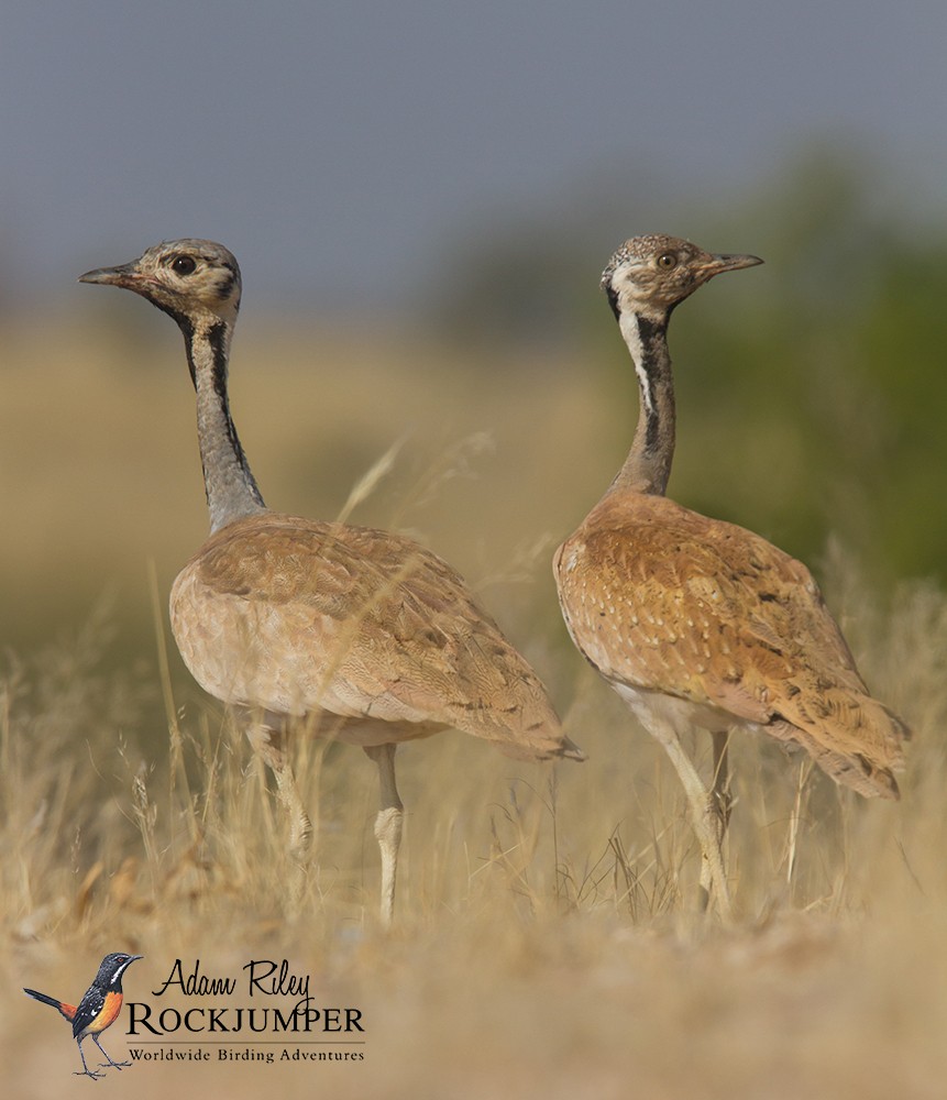 Rüppell's Bustard - ML204689361