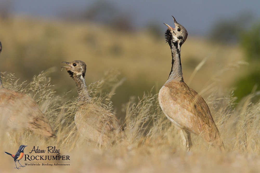 Rüppell's Bustard - ML204689381