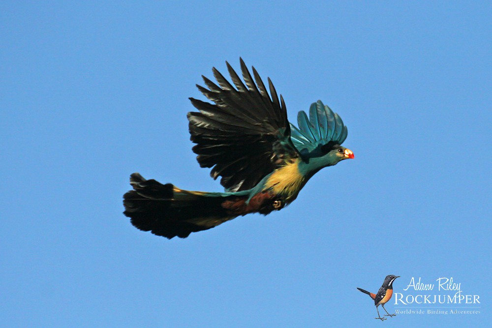 Great Blue Turaco - ML204689461