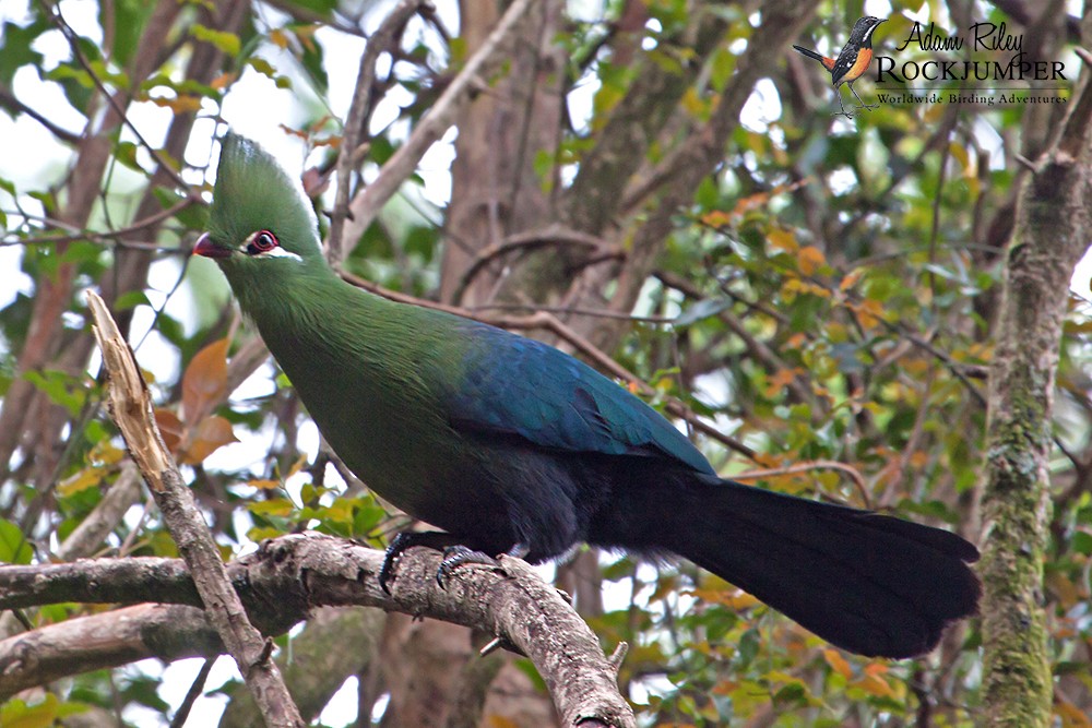 Knysna Turaco (Southern) - ML204689491