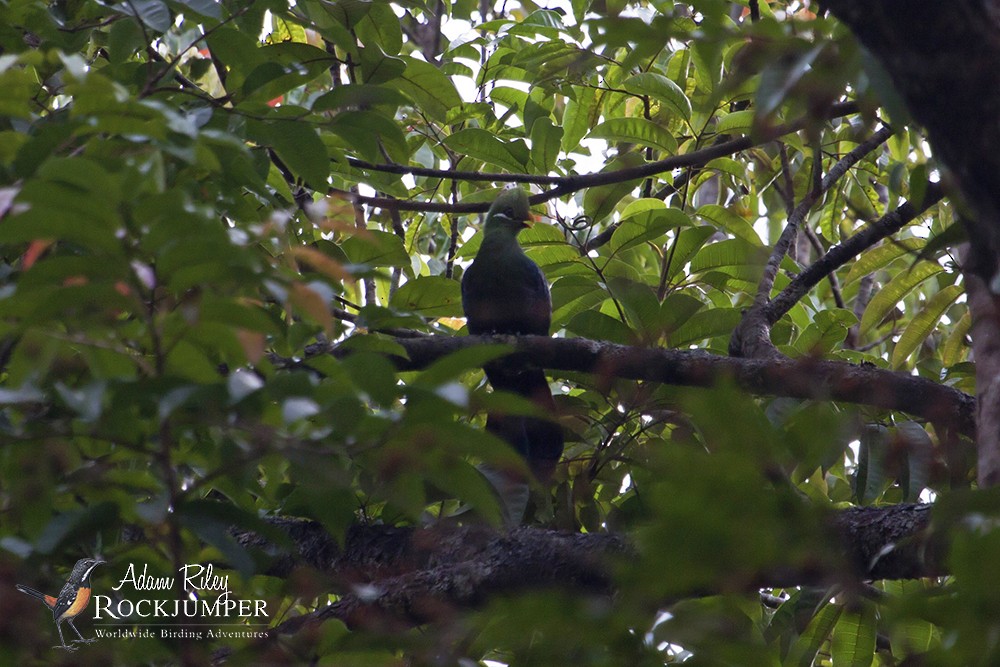 Turaco Piquigualdo (verreauxii) - ML204689611