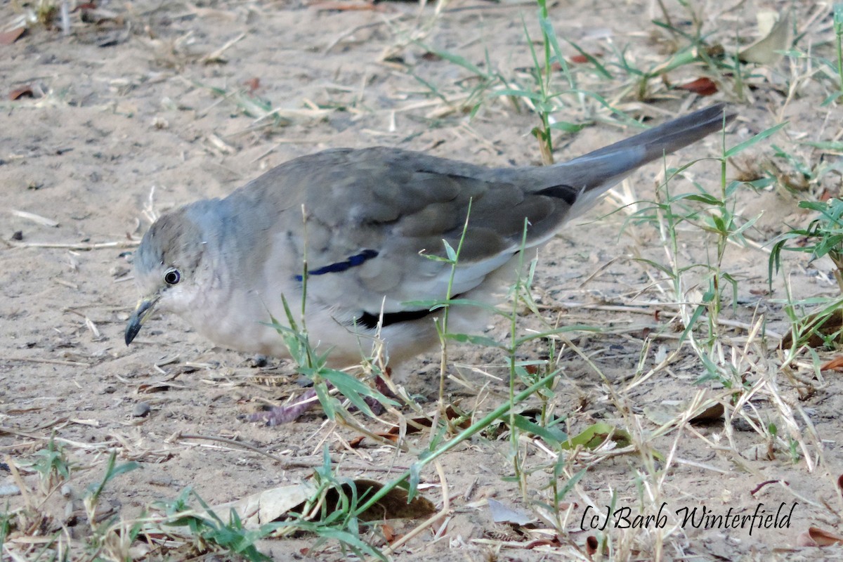 holoubek pikui - ML204689751