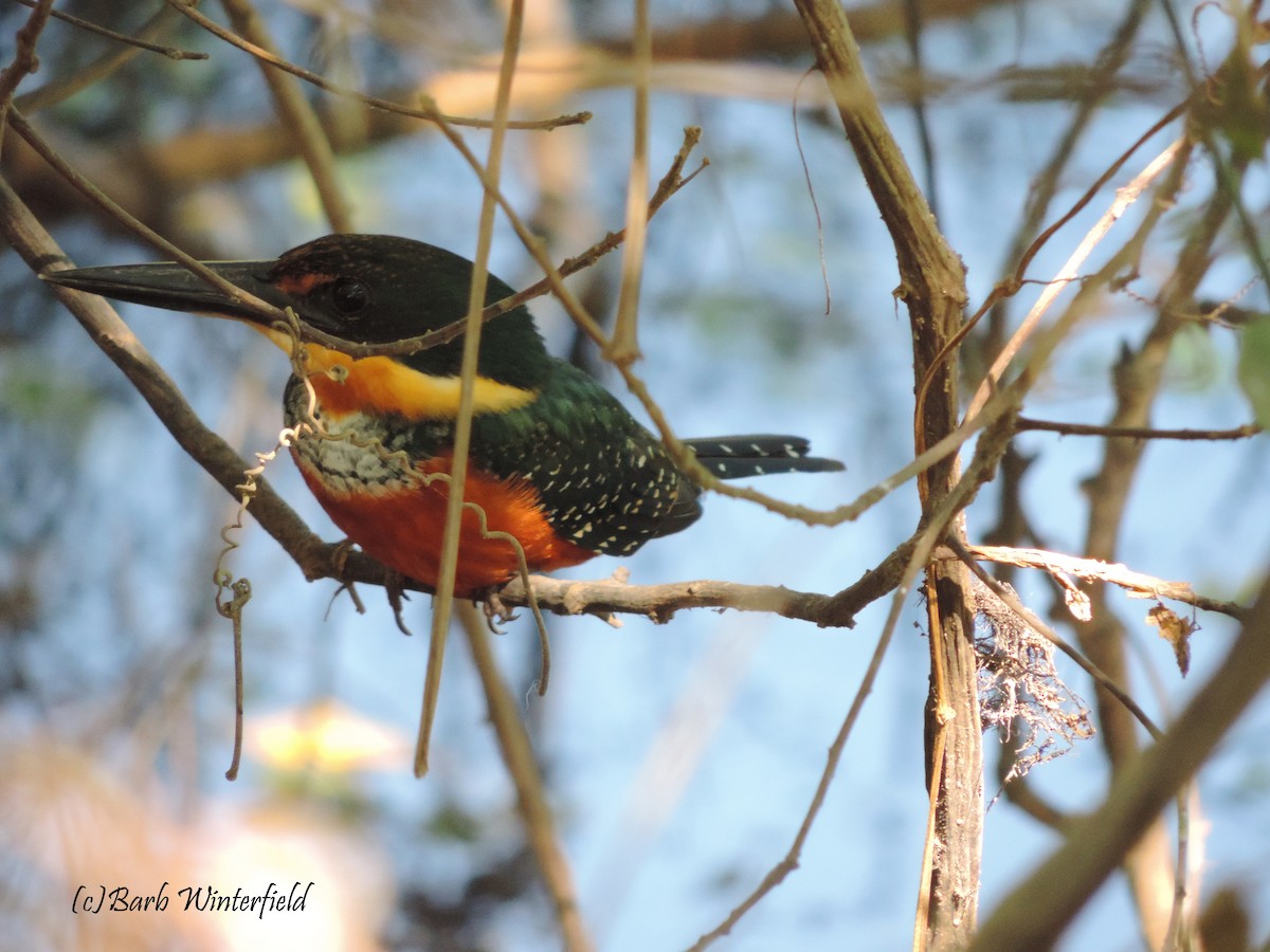 rybařík rezavobřichý - ML204689791