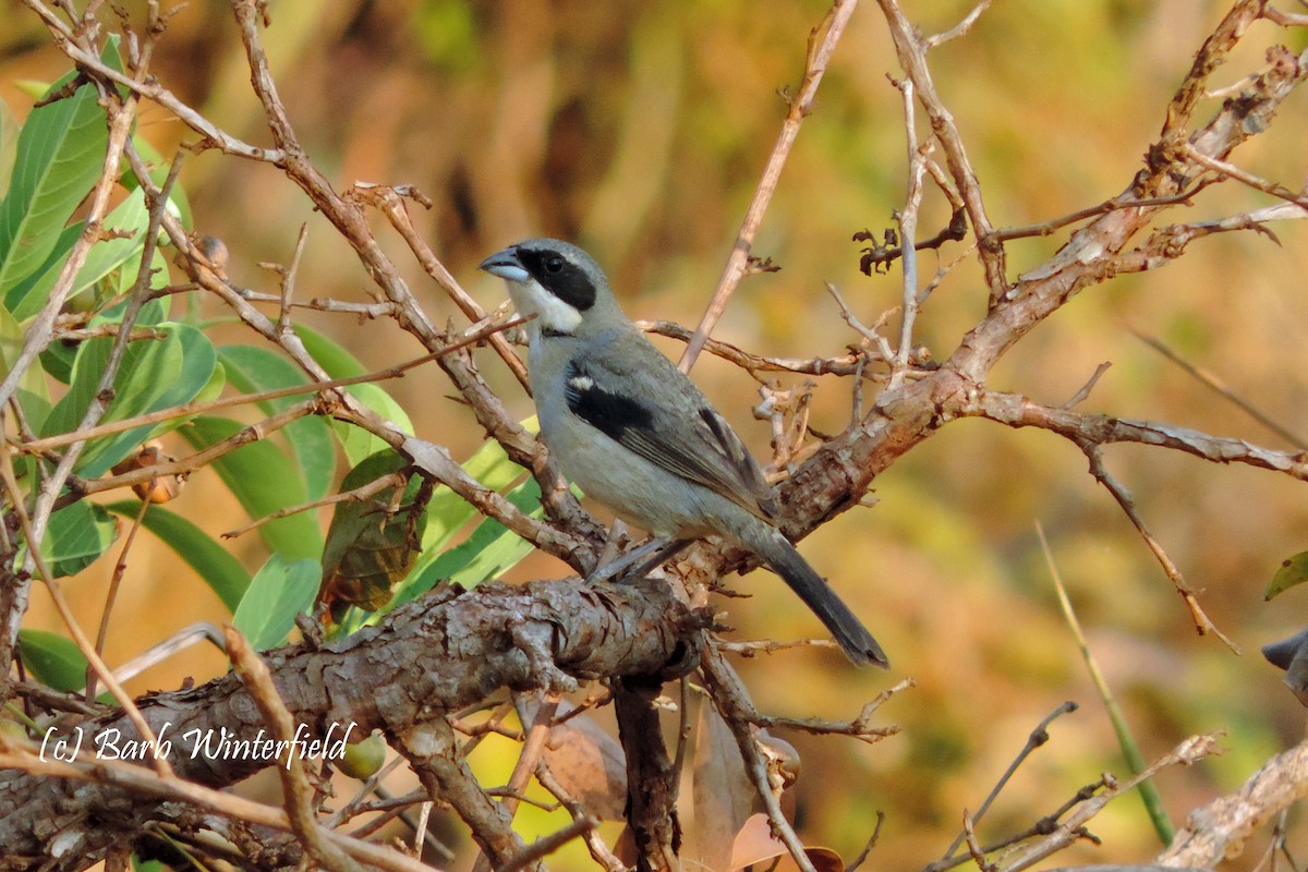 White-banded Tanager - Barbara Winterfield