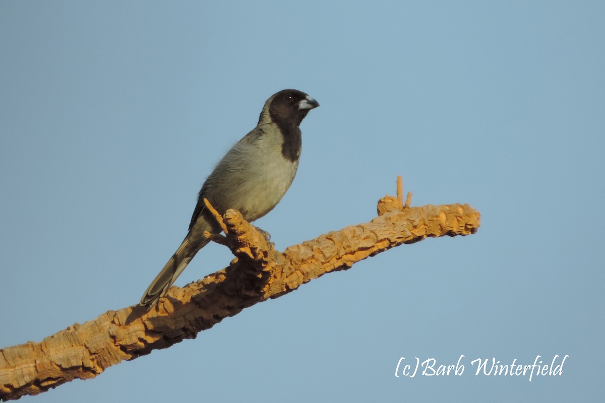 Black-faced Tanager - ML204689881