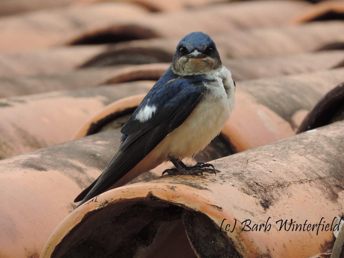 vlaštovka bělobřichá - ML204690011