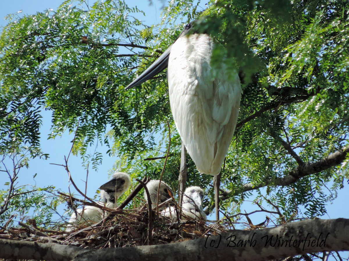 čáp jabiru - ML204690061