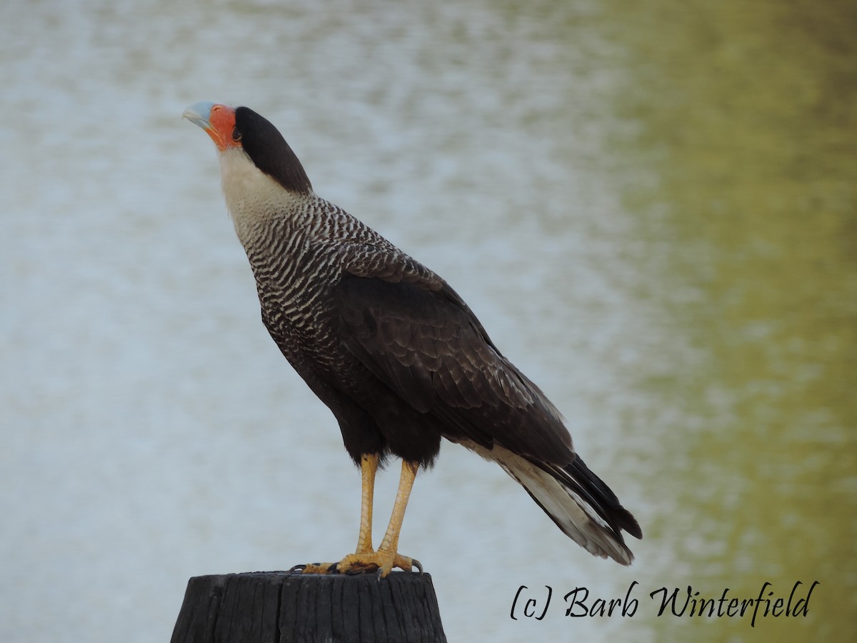 karančo jižní (ssp. plancus) - ML204690151