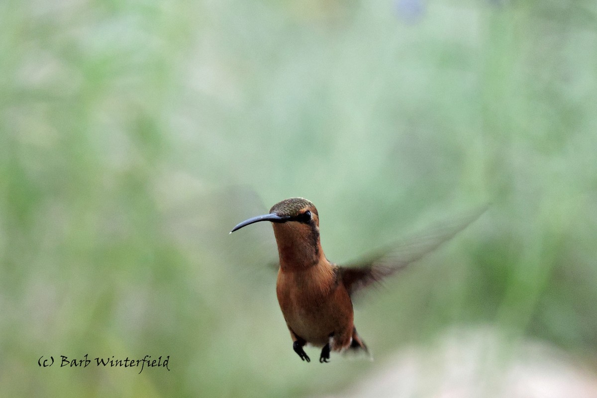 kalypta zelenoboká - ML204690161