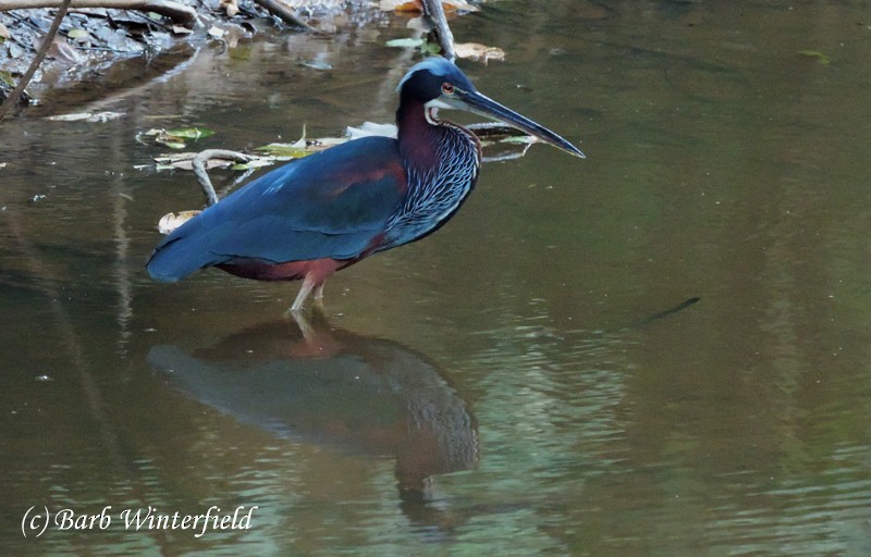 Agami Heron - ML204690241