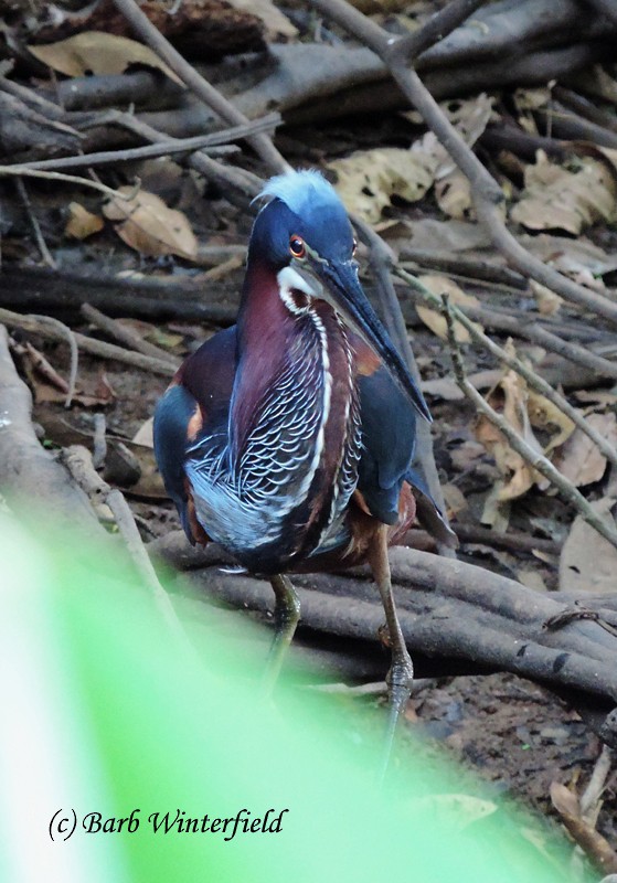 volavka agami - ML204690261