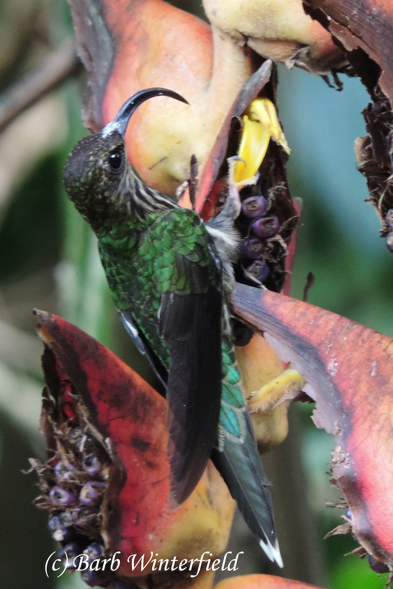 kolibřík orlozobec - ML204690281