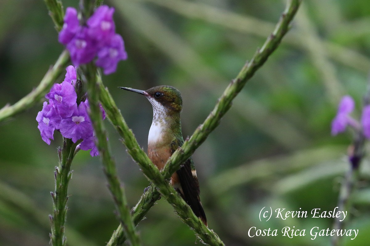 koketka bělochocholatá - ML204690311