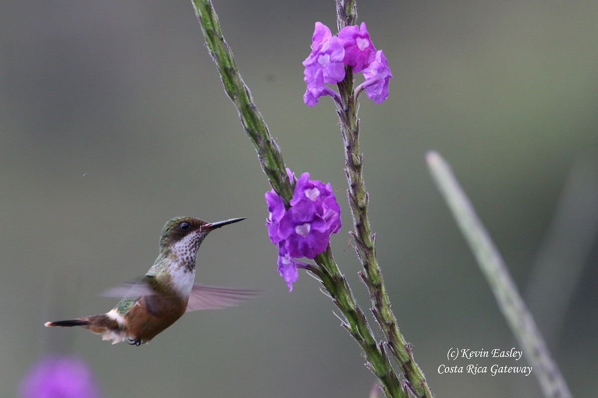koketka bělochocholatá - ML204690321
