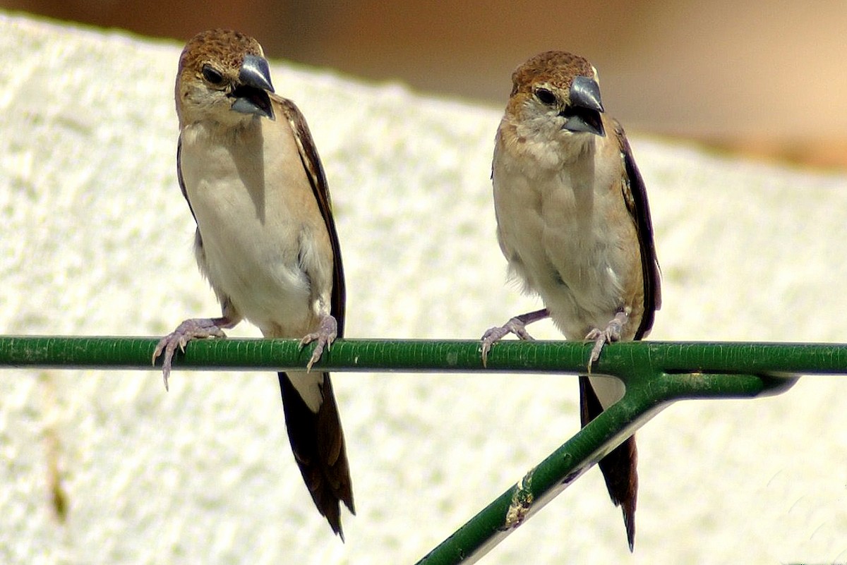 Indian Silverbill - Robert Erasmus