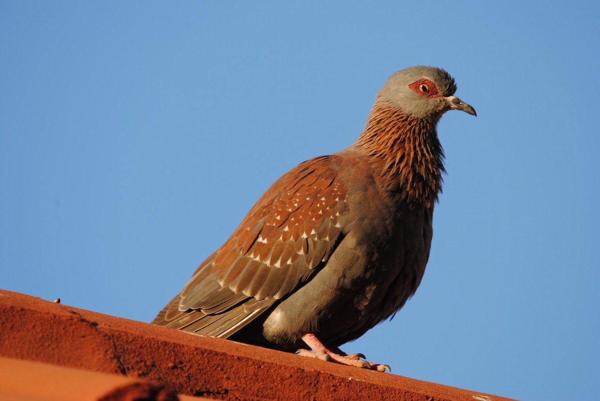 Speckled Pigeon - Robert Erasmus