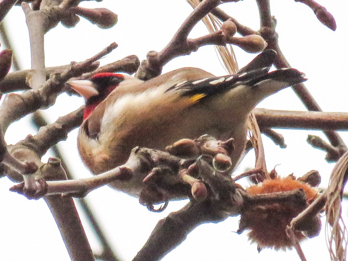 European Goldfinch - ML204691501