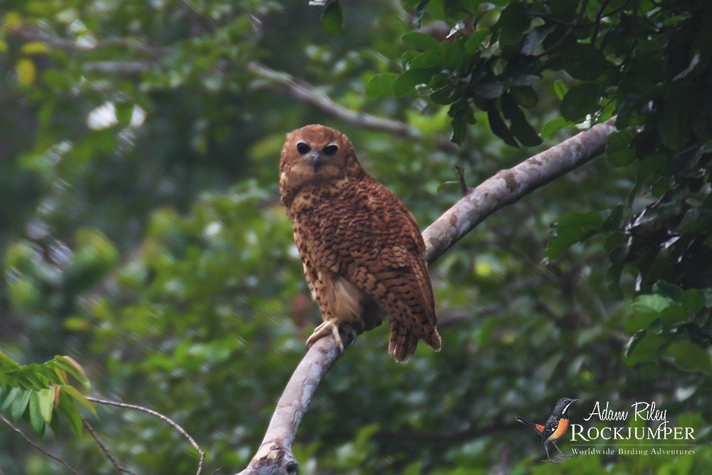 Pel's Fishing-Owl - ML204691541