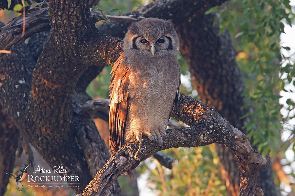 Verreaux's Eagle-Owl - ML204691641