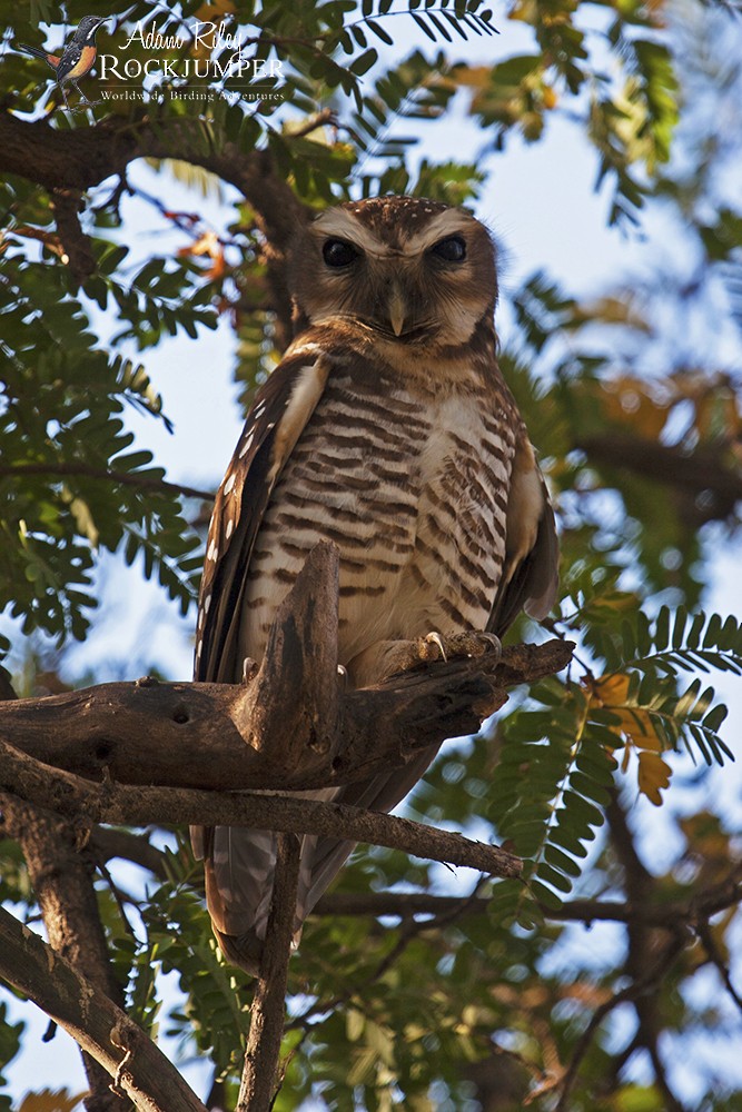 White-browed Owl - Adam Riley