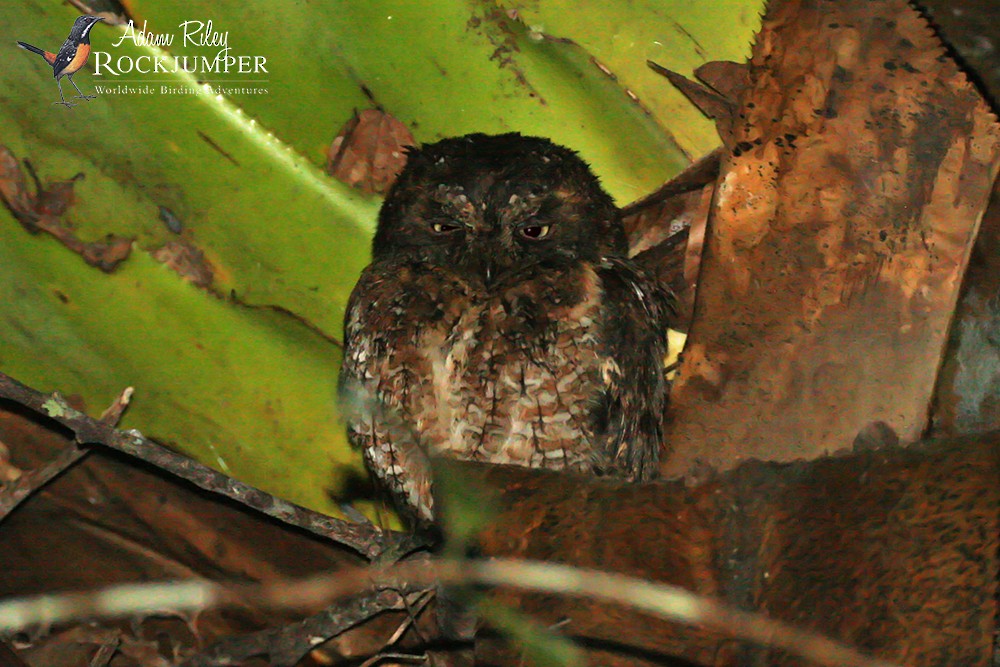 Madagascar Scops-Owl (Rainforest) - Adam Riley