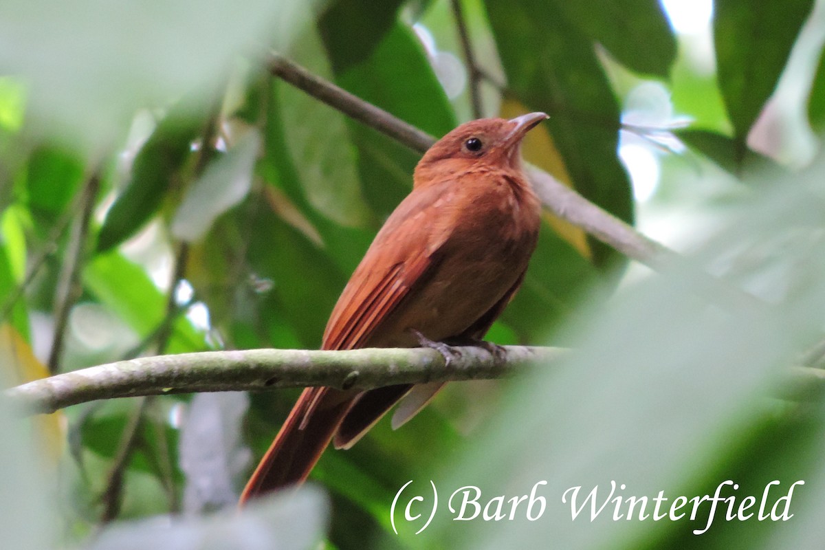 Rufous Piha - ML204691991