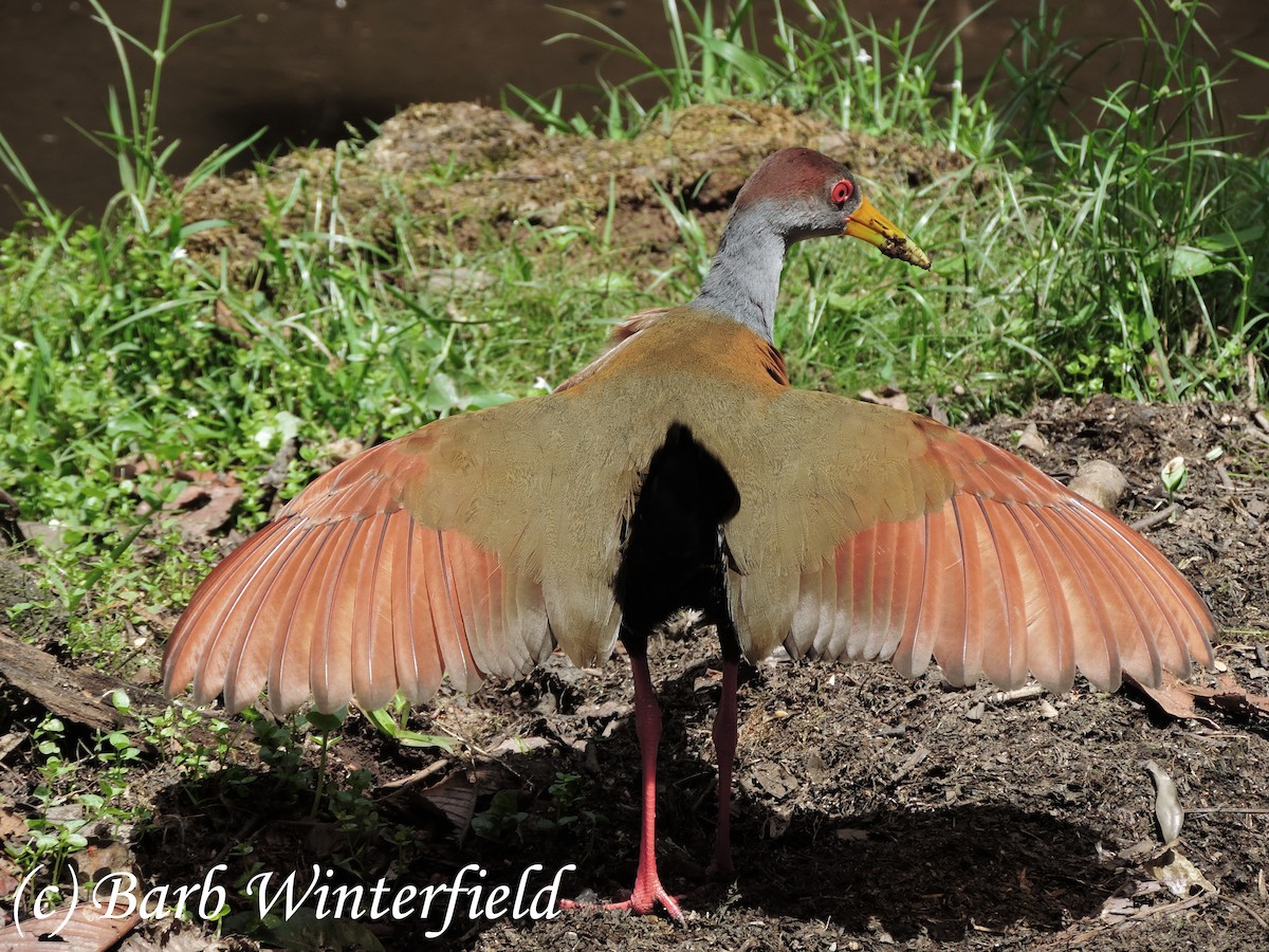 Russet-naped Wood-Rail - Barbara Winterfield