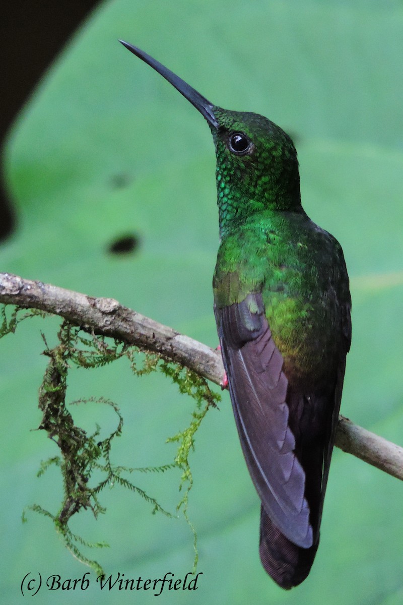 Colibrí Patirrojo - ML204692051