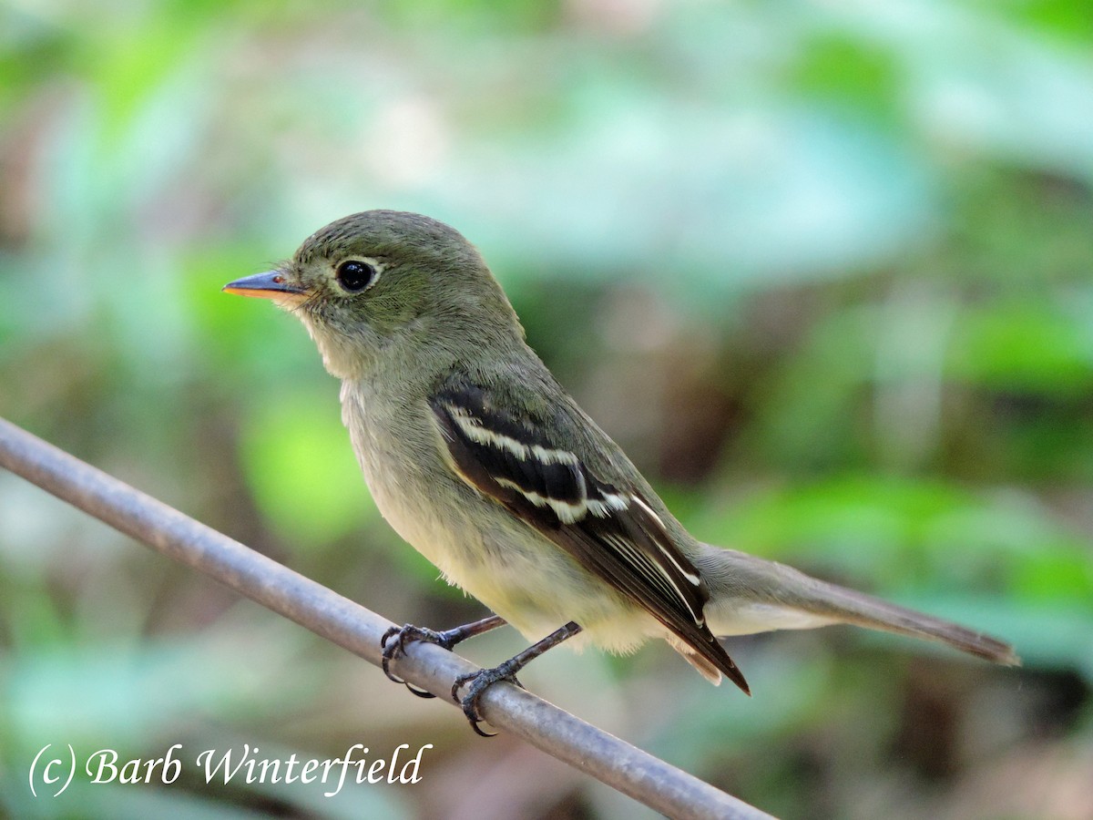 tyranovec žlutobřichý - ML204692091